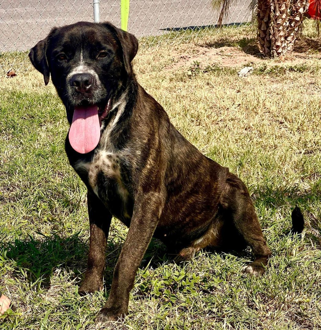 Baloo, an adoptable Mastiff in Weslaco, TX, 78596 | Photo Image 1