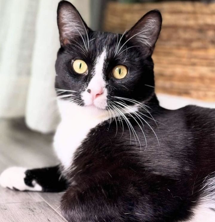 Kiki 4