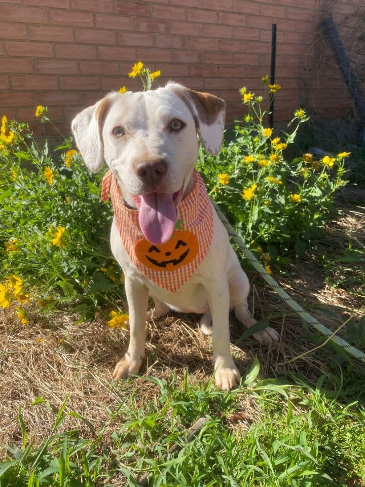 Dog for adoption - Coco Chanel, a Catahoula Leopard Dog Mix in