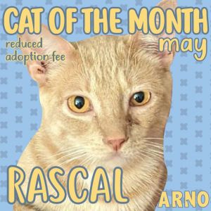 Hey there folks Im Rascal the one-year-old buff tabby cat with a personality as big as my crinkl