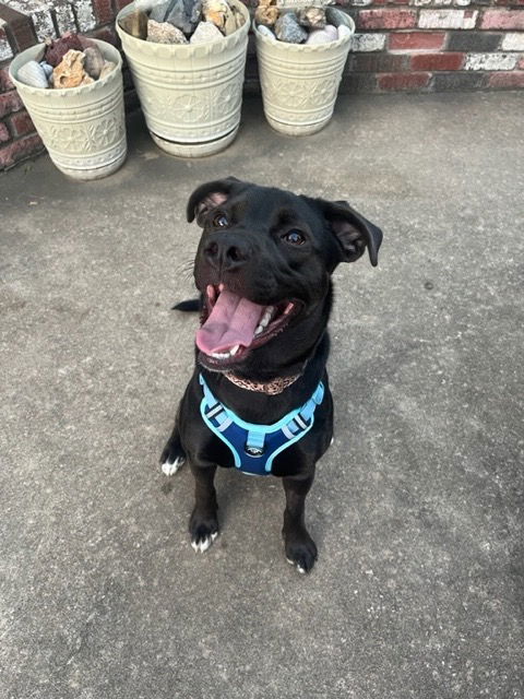 Tula (Courtesy), an adoptable American Bulldog, German Shepherd Dog in Aurora, CO, 80012 | Photo Image 1