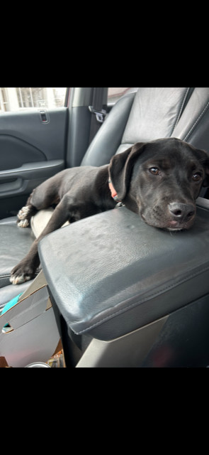 Tula (Courtesy), an adoptable American Bulldog, German Shepherd Dog in Aurora, CO, 80012 | Photo Image 2