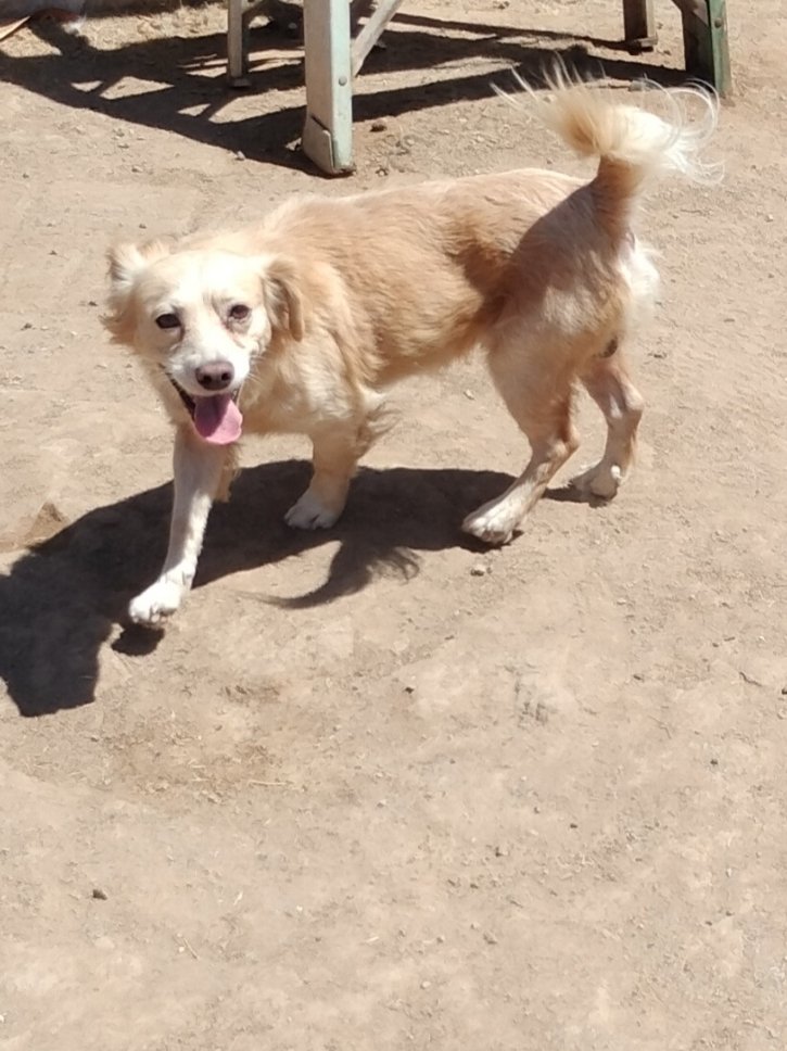 Jordy, an adoptable Spaniel in Phoenix, AZ, 85017 | Photo Image 1