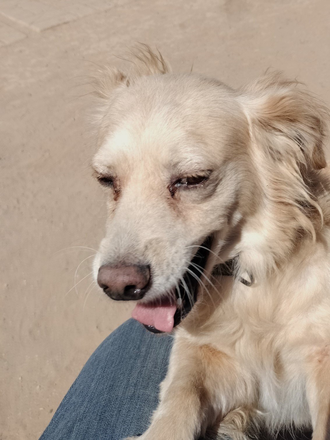 Jordy, an adoptable Spaniel in Phoenix, AZ, 85017 | Photo Image 2