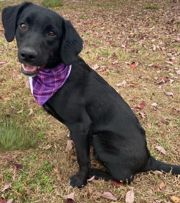 Black brittany hot sale dog