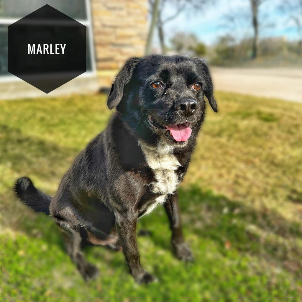 Marley