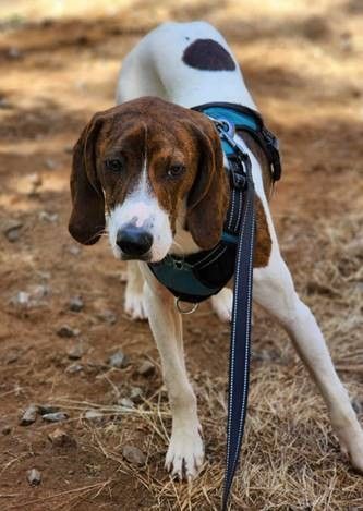 Palmer, an adoptable Hound in Grants Pass, OR_image-2