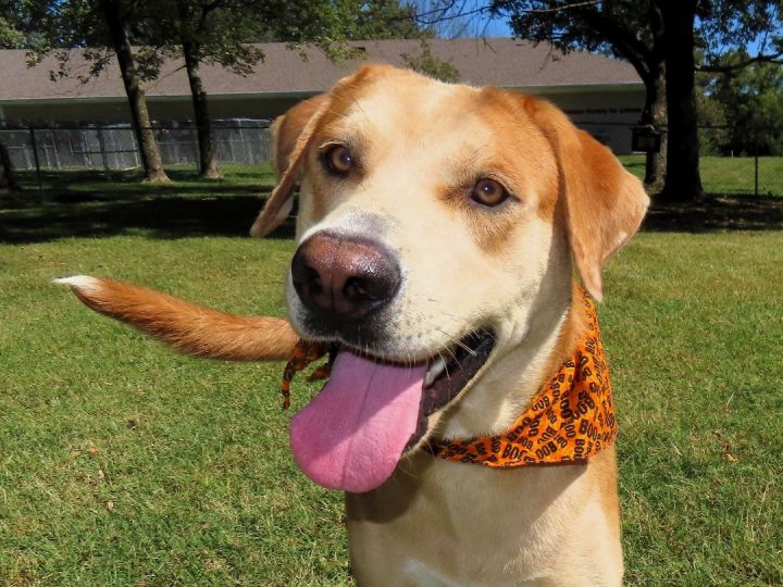 Frankie, an adoptable Harrier & Yellow Labrador Retriever Mix in St. Cloud, MN_image-2