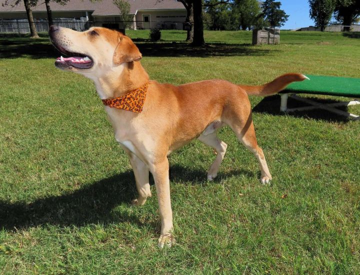 Frankie, an adoptable Harrier & Yellow Labrador Retriever Mix in St. Cloud, MN_image-3