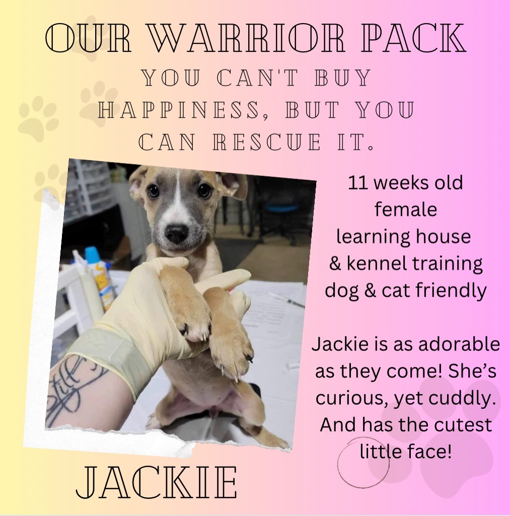 Jackie, an adoptable Boxer in Grand Island, NE, 68801 | Photo Image 2