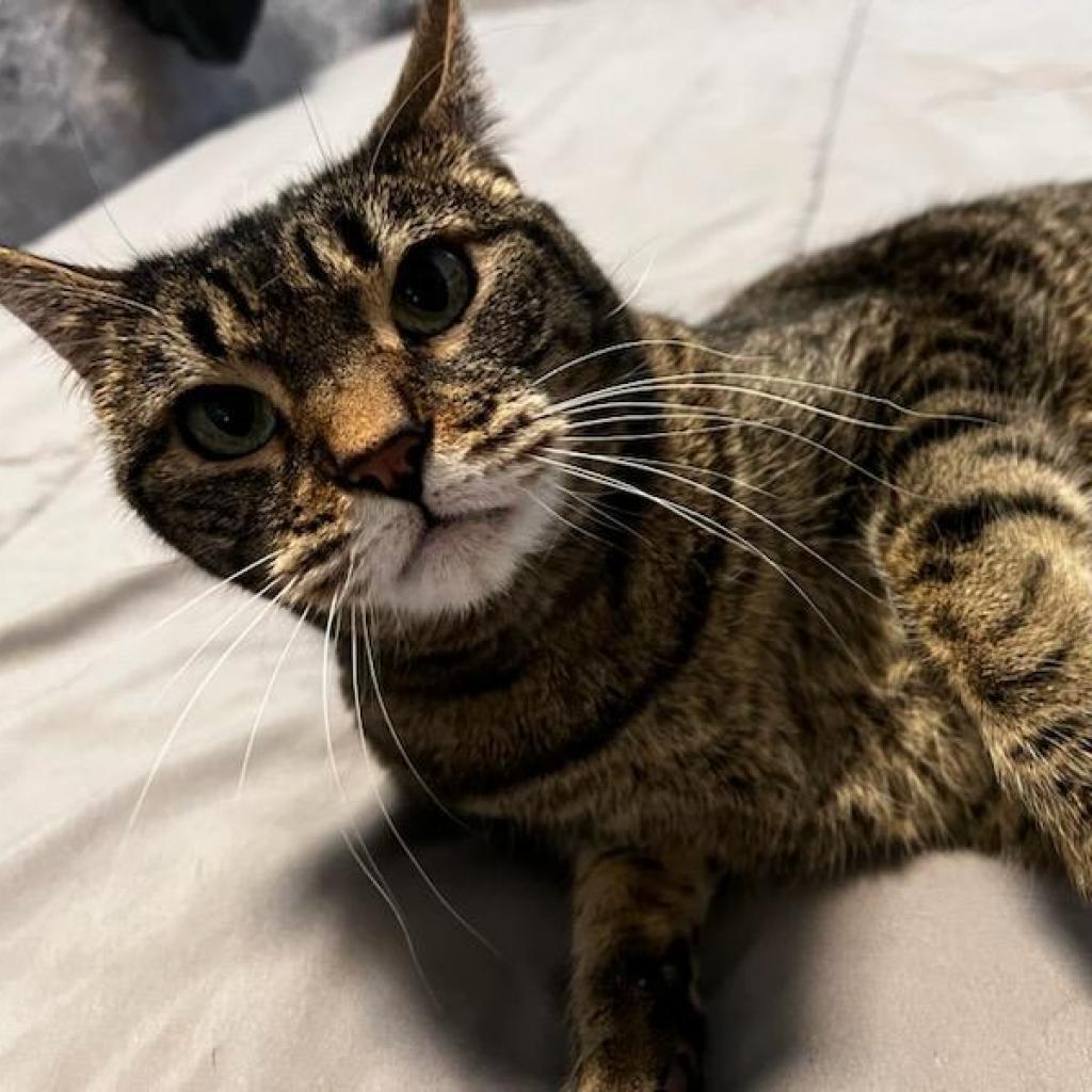 Wren, an adoptable Domestic Short Hair in Pleasant Hill, CA, 94523 | Photo Image 3