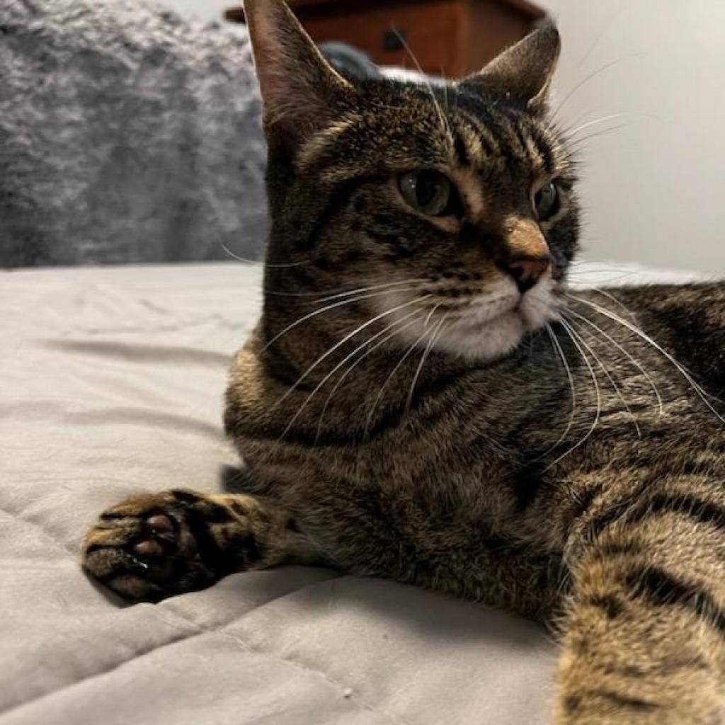 Wren, an adoptable Domestic Short Hair in Pleasant Hill, CA, 94523 | Photo Image 4