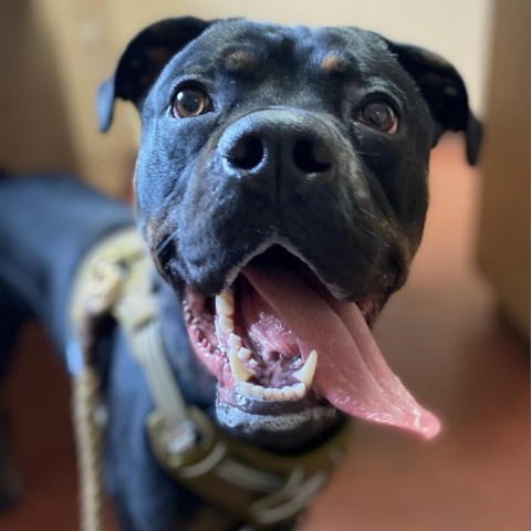 Zeus, an adoptable Mixed Breed in Blair, WI, 54616 | Photo Image 1