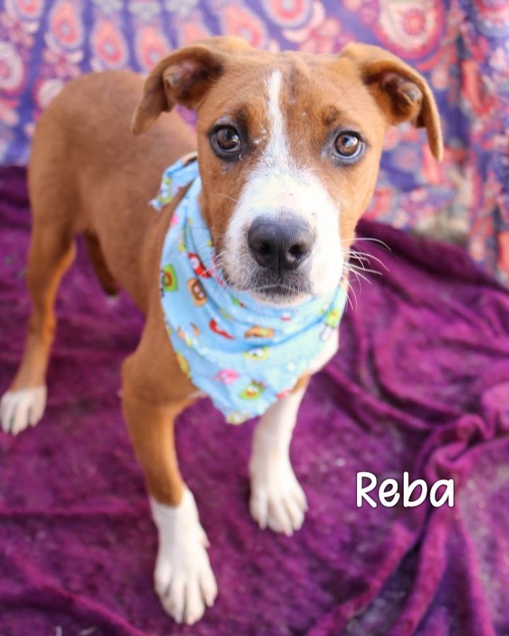 Reba 1