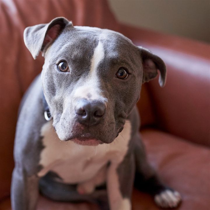 Dino, an adoptable Pit Bull Terrier Mix in Minneapolis, MN_image-1