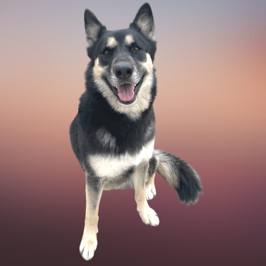Brook , an adoptable German Shepherd Dog in South Padre Island, TX, 78597 | Photo Image 3