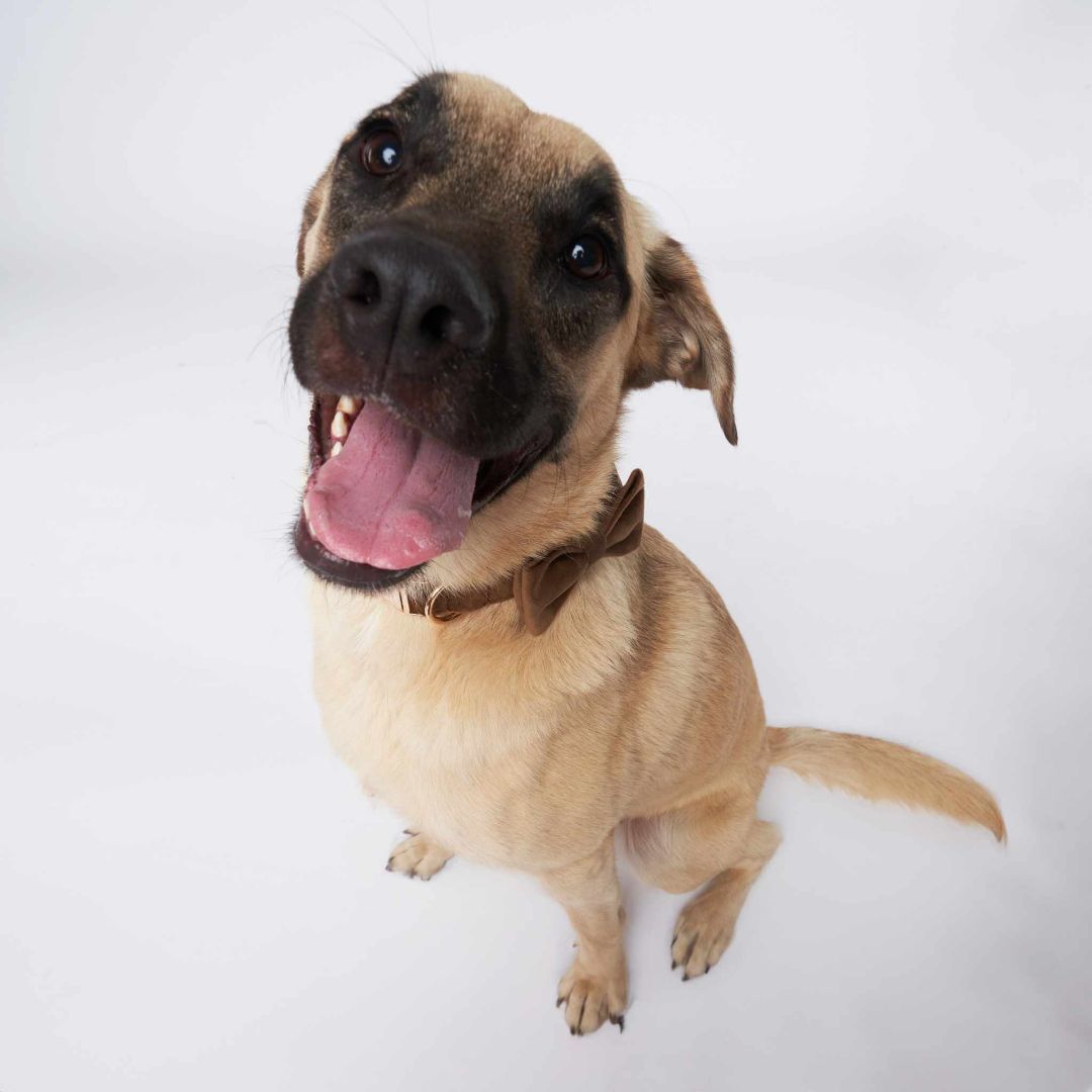 Craig , an adoptable Mixed Breed in Airdrie, AB, T4A 1C7 | Photo Image 2