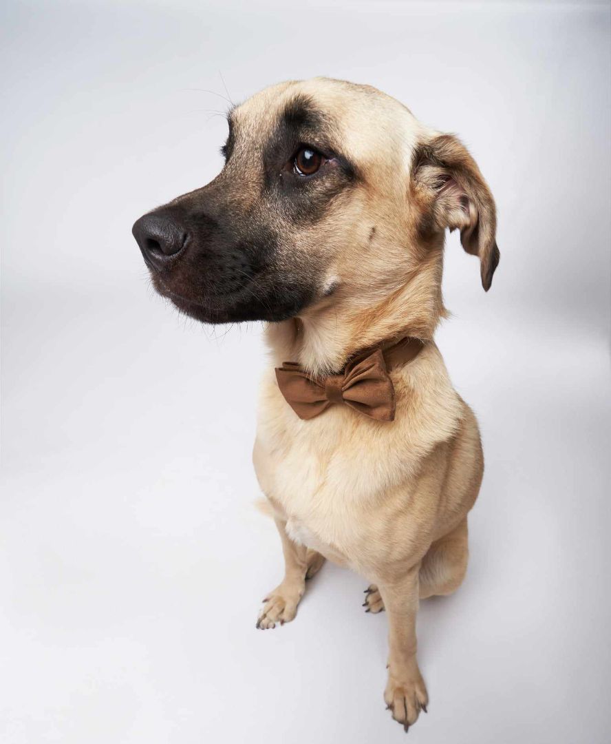 Craig , an adoptable Mixed Breed in Airdrie, AB, T4A 1C7 | Photo Image 3