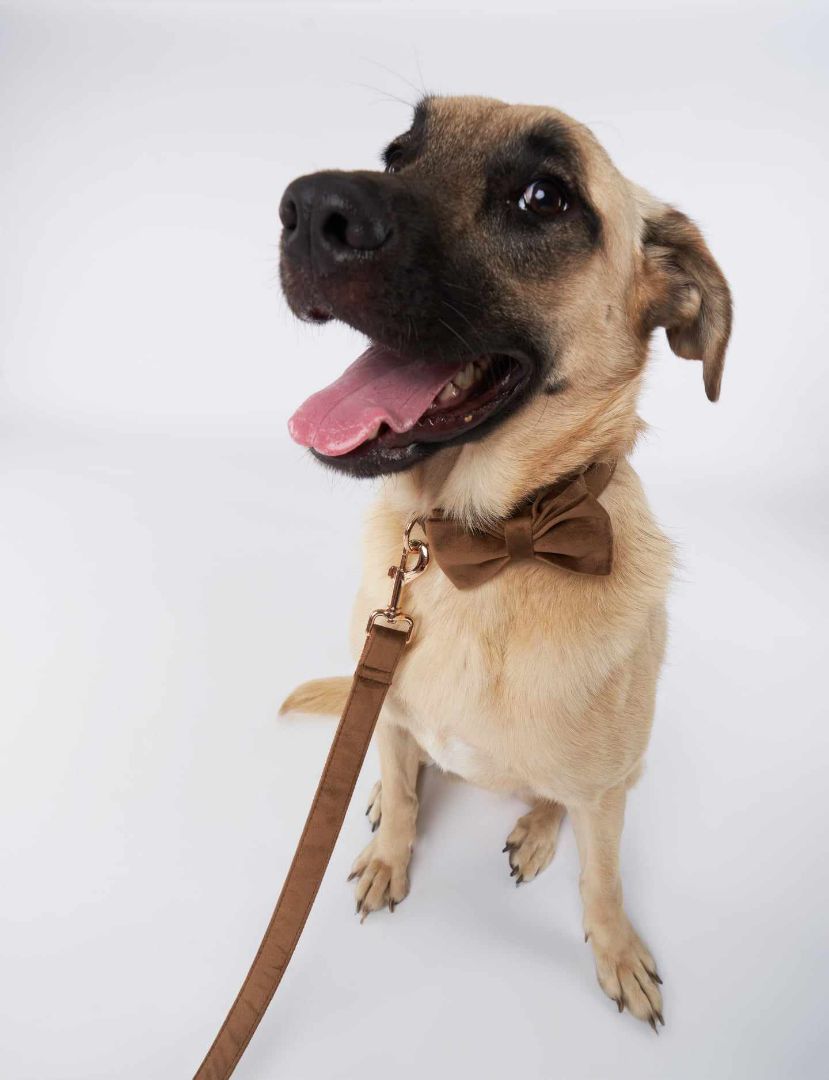 Craig , an adoptable Mixed Breed in Airdrie, AB, T4A 1C7 | Photo Image 5