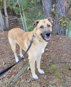 Dogs for Adoption Near Dillon, CO