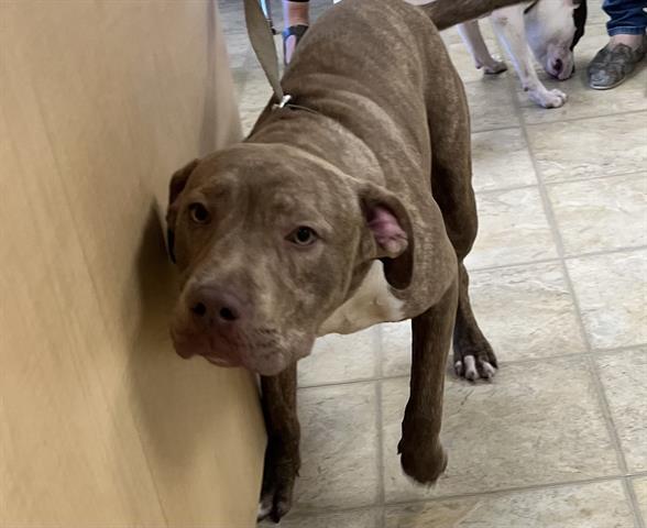 BARN YARD, an adoptable Pit Bull Terrier in Norfolk, VA, 23502 | Photo Image 1