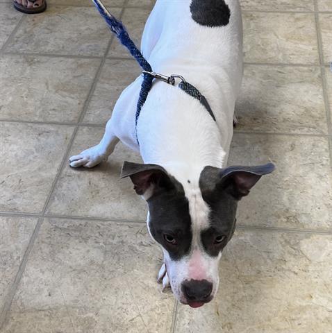 MOO COW, an adoptable Pit Bull Terrier in Norfolk, VA, 23502 | Photo Image 1