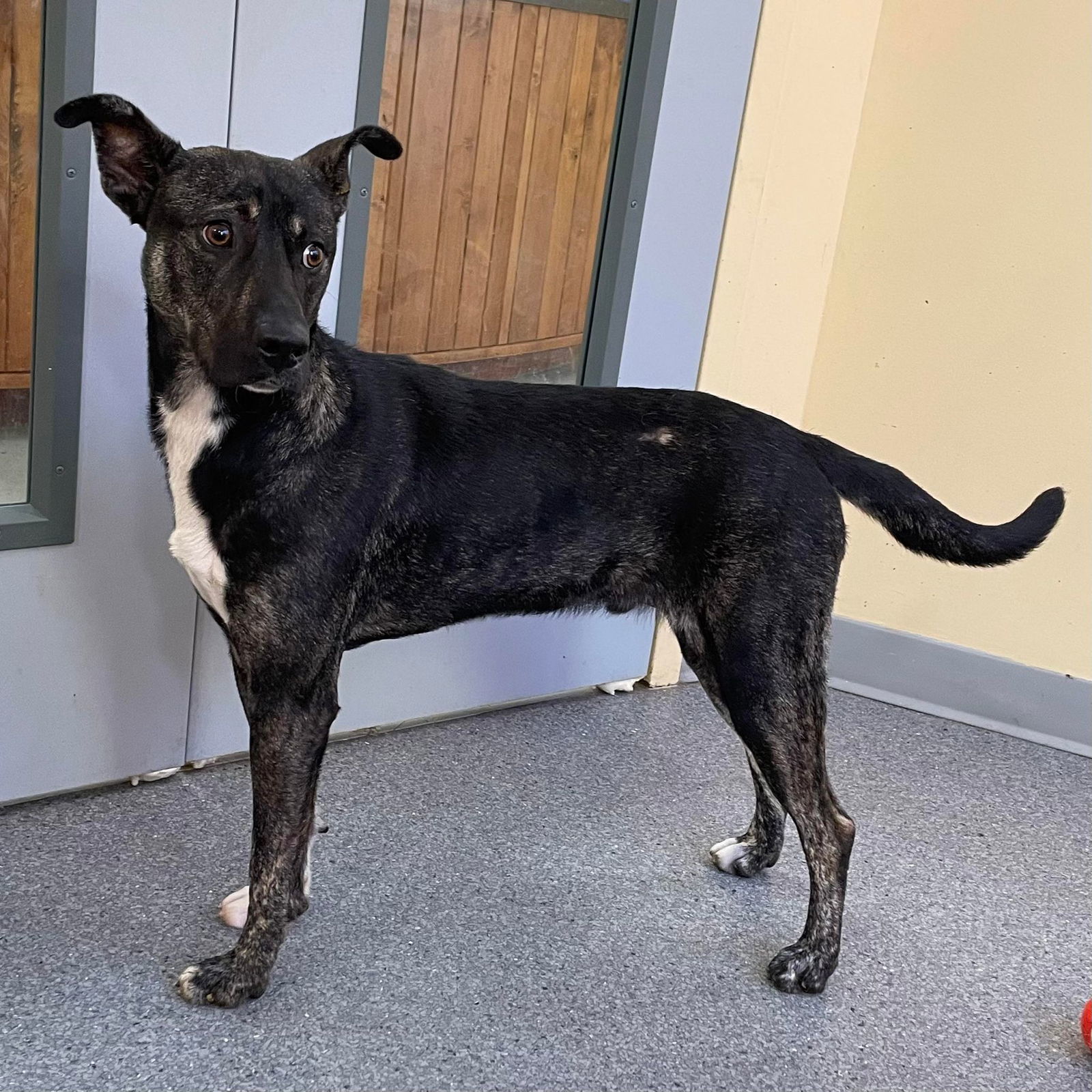 Flint Pets Craigslist - i3nkwu5