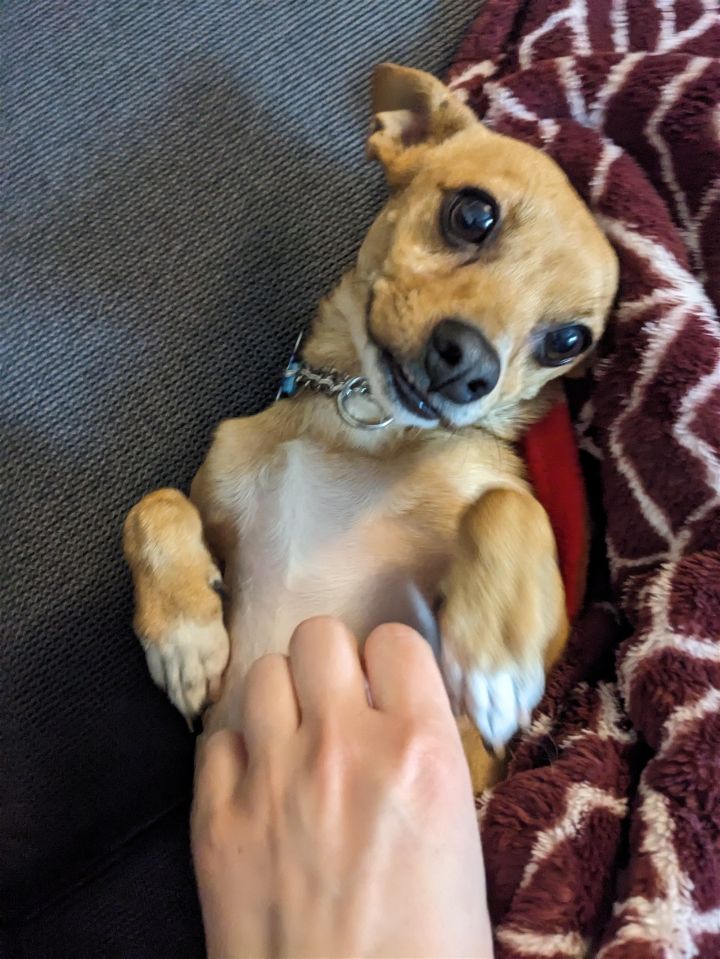 Skippy 1