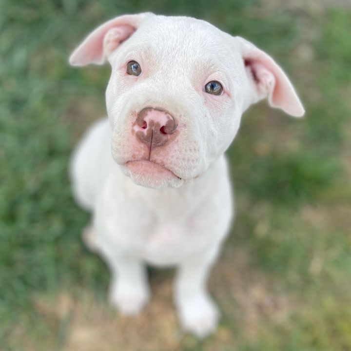 Michael Myers, an adoptable Pit Bull Terrier Mix in Indianapolis, IN_image-1