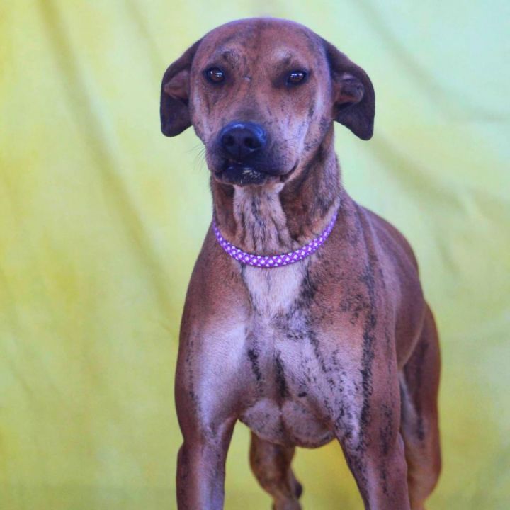 Shar pei black shops mouth cur mix