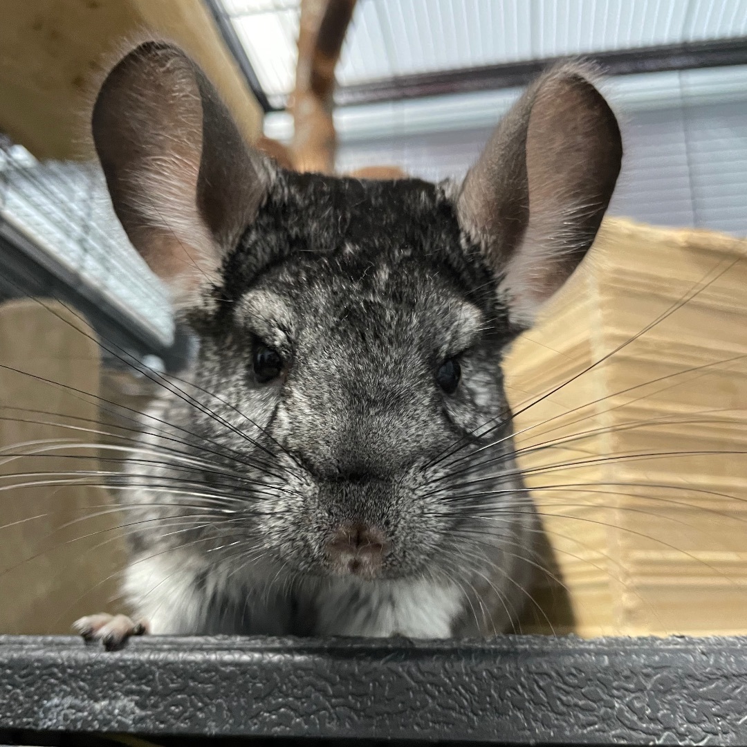 Chinchilla for adoption Rick Morty a Chinchilla in Edgewood