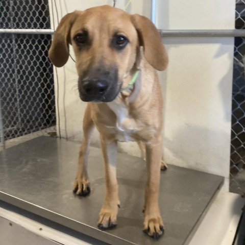 Angela, an adoptable Mixed Breed in Las Cruces, NM, 88012 | Photo Image 2