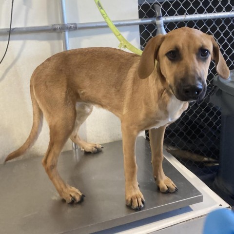 Angela, an adoptable Mixed Breed in Las Cruces, NM, 88012 | Photo Image 3