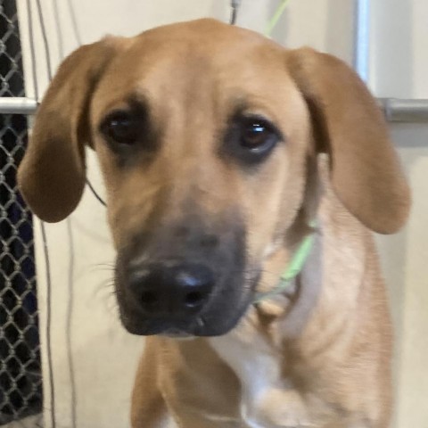 Angela, an adoptable Mixed Breed in Las Cruces, NM, 88012 | Photo Image 4