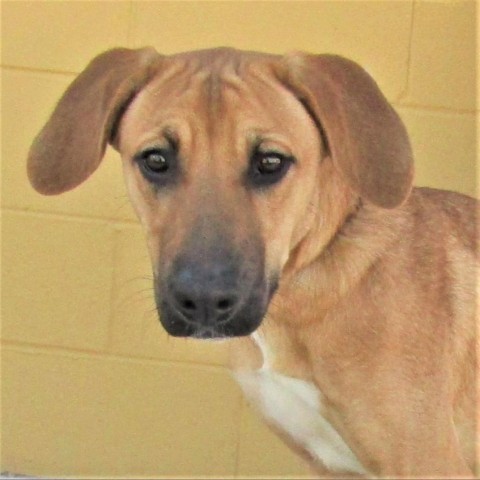 Angela, an adoptable Mixed Breed in Las Cruces, NM, 88012 | Photo Image 5