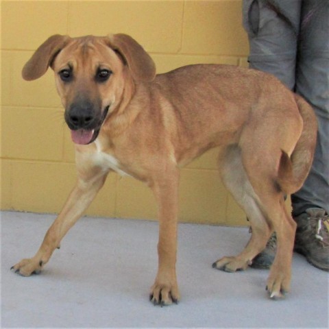 Angela, an adoptable Mixed Breed in Las Cruces, NM, 88012 | Photo Image 6