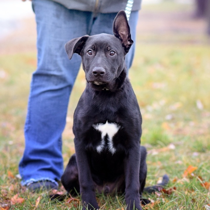 Pitbull mix with german shepherd best sale for sale