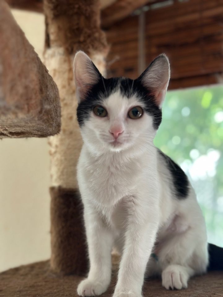 Cairo, an adoptable Domestic Short Hair in Oceanside, CA_image-1