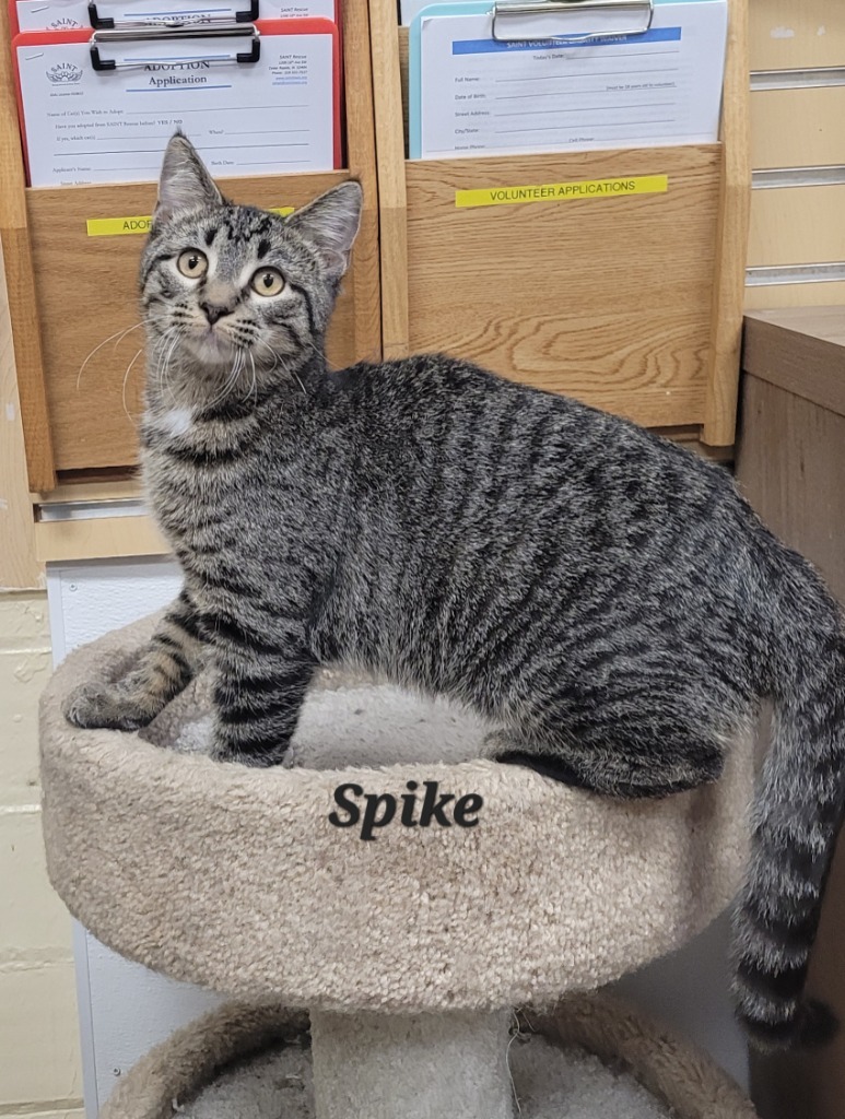 Spike