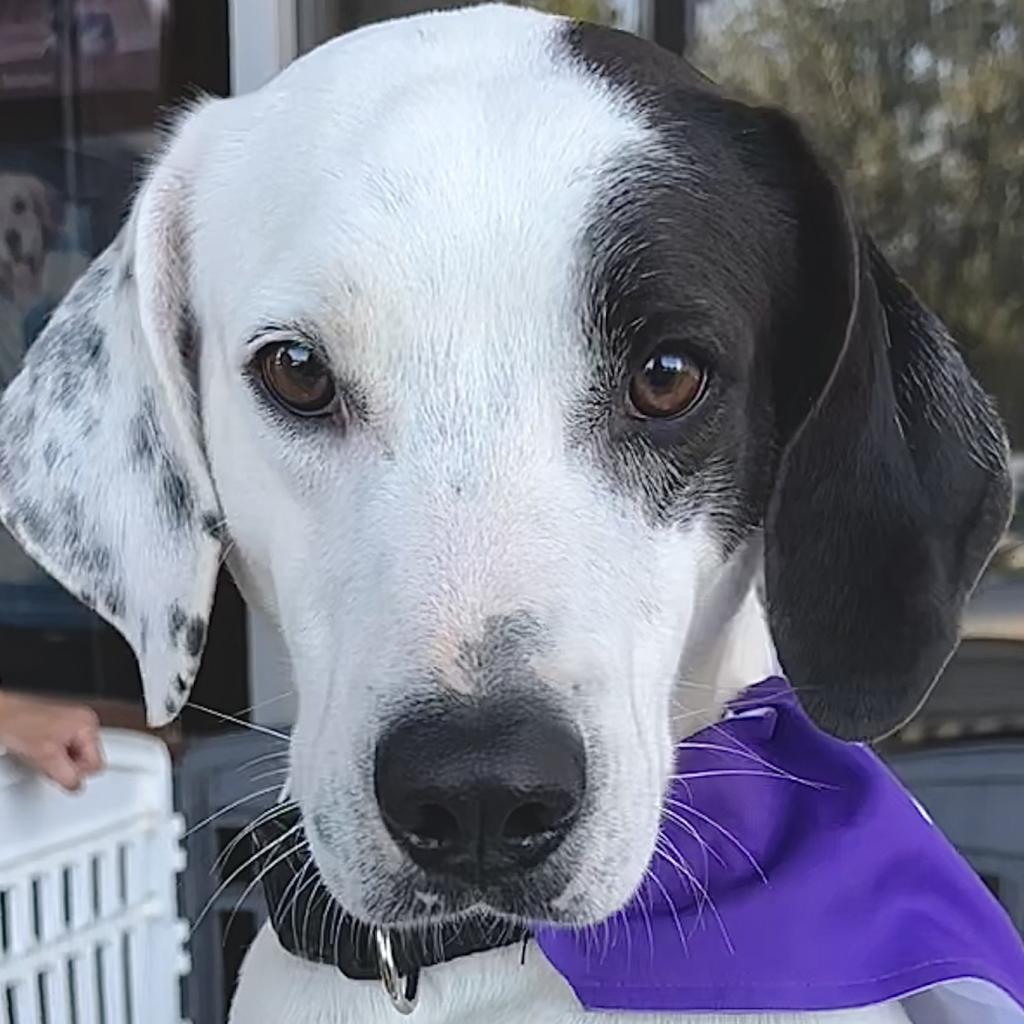 Lamont, an adoptable Hound, Dalmatian in Dallas, TX, 75201 | Photo Image 1