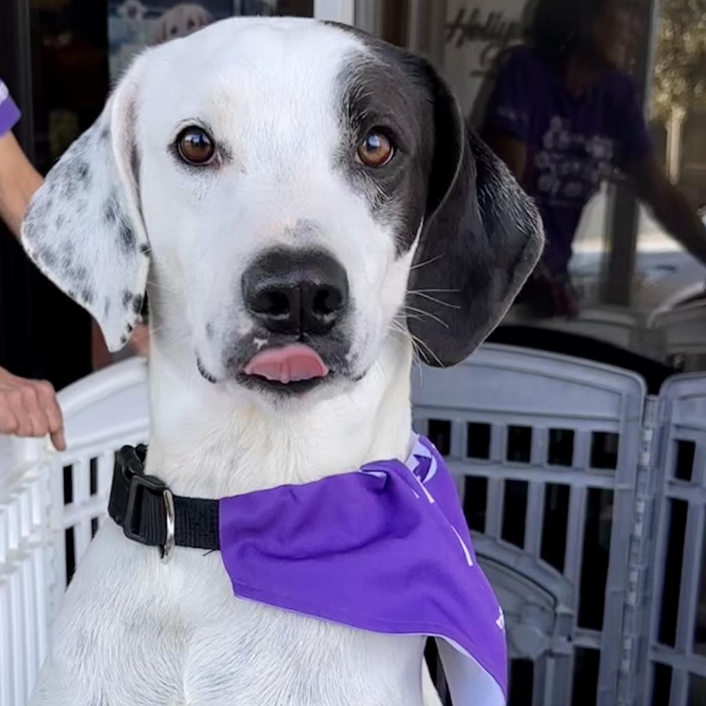 Lamont, an adoptable Hound, Dalmatian in Dallas, TX, 75201 | Photo Image 2