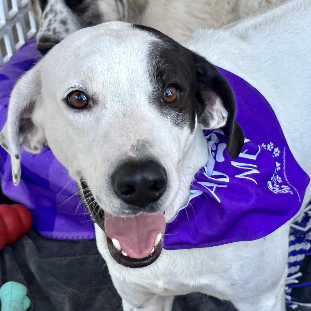 Lamont, an adoptable Hound, Dalmatian in Dallas, TX, 75201 | Photo Image 3