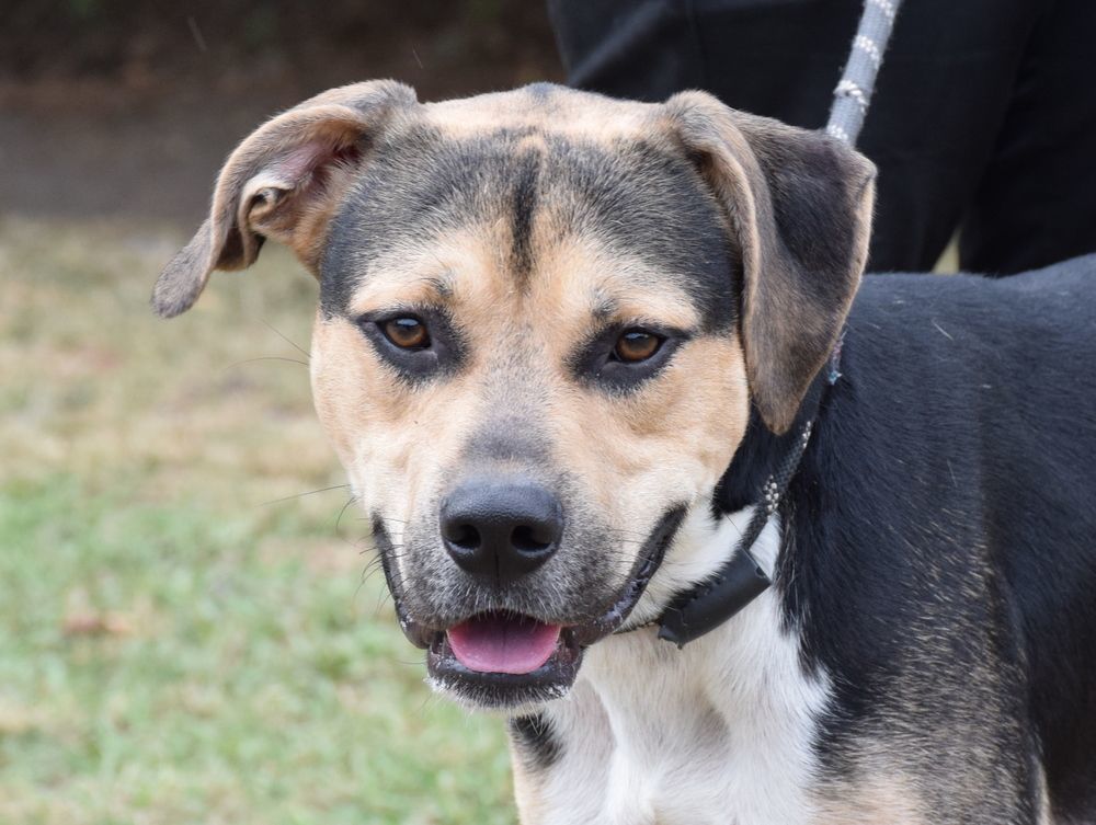 Dog for adoption - Kirby, a Shepherd & Hound Mix in Anniston, AL ...