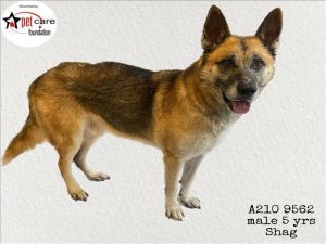 SHAG German Shepherd Dog Dog