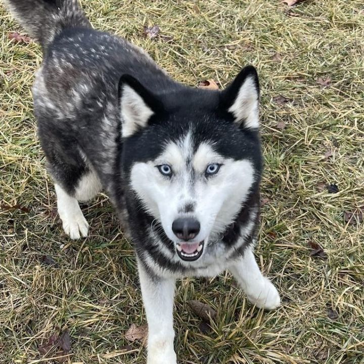 Lana, an adoptable Husky in Jefferson City, MO_image-5