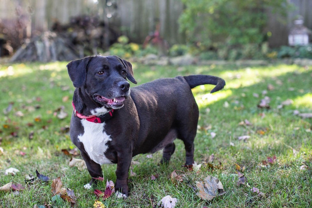 Chopper, an adoptable Basset Hound, Mixed Breed in Duart, ON, N0L 1H0 | Photo Image 1