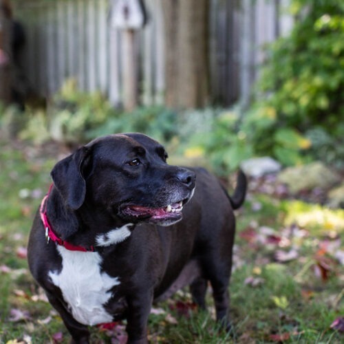 Chopper, an adoptable Basset Hound, Mixed Breed in Duart, ON, N0L 1H0 | Photo Image 2