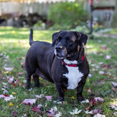 Chopper, an adoptable Basset Hound, Mixed Breed in Duart, ON, N0L 1H0 | Photo Image 3