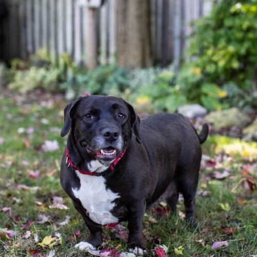 Chopper, an adoptable Basset Hound, Mixed Breed in Duart, ON, N0L 1H0 | Photo Image 4