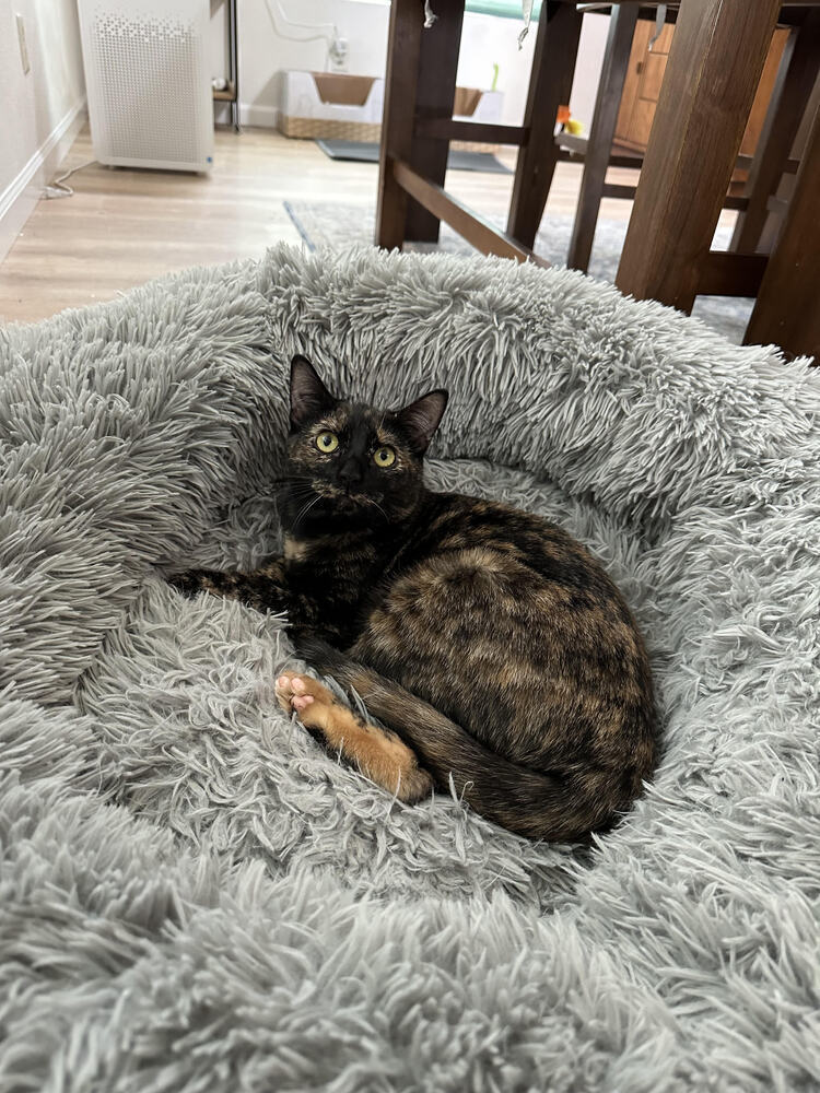 Tina, an adoptable Domestic Short Hair in Lancaster, CA, 93536 | Photo Image 1